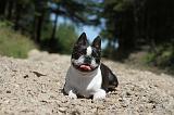 BOSTON TERRIER 026